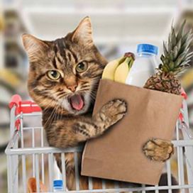Katzen an die Kasse